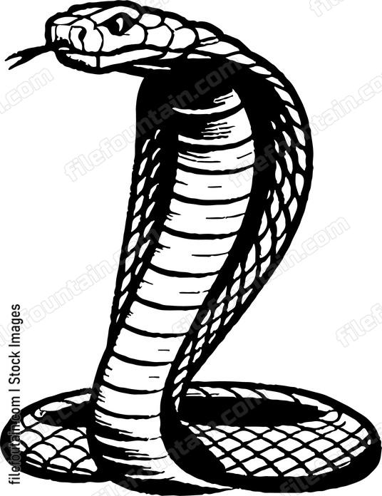 Cobra