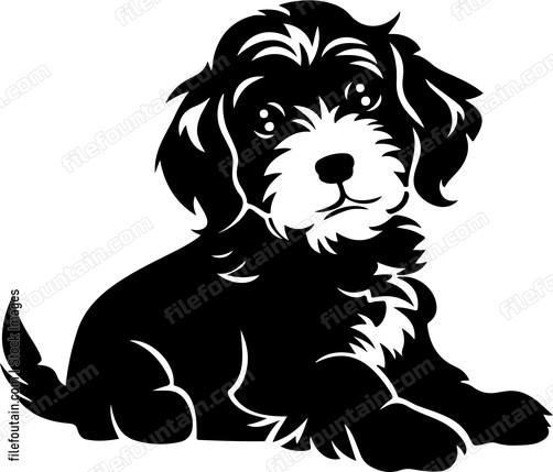 Cockapoo Puppy