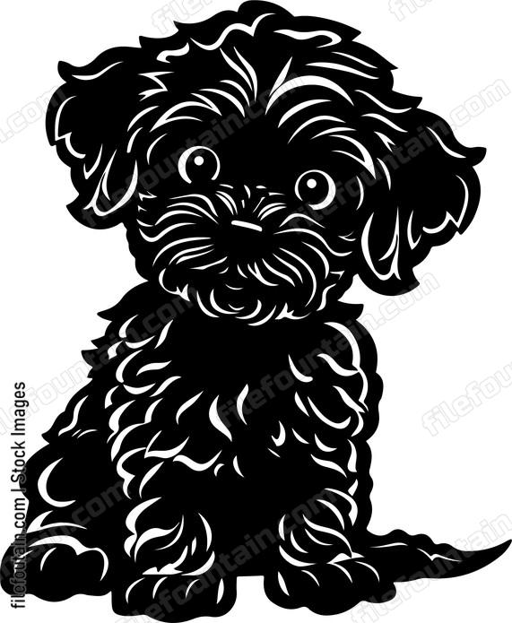 Cockapoo Puppy