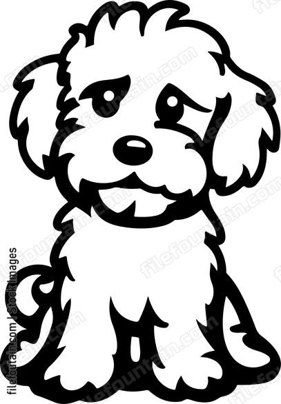Cockapoo Puppy