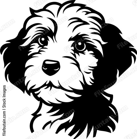 Cockapoo Puppy