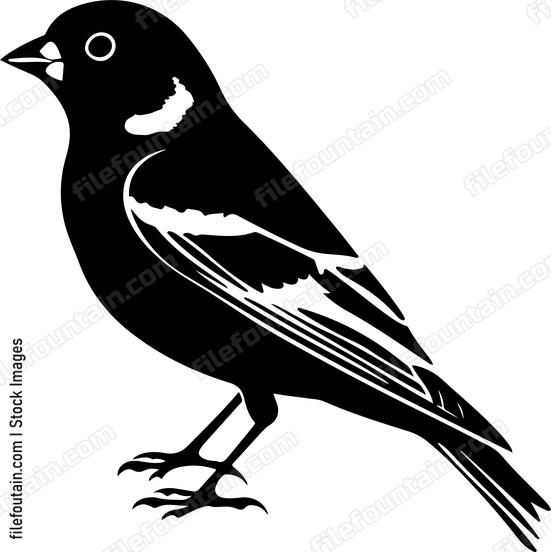 Common Chaffinch Bird