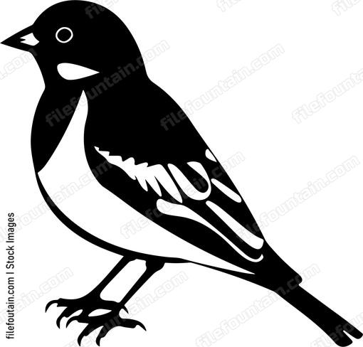 Common Chaffinch Bird