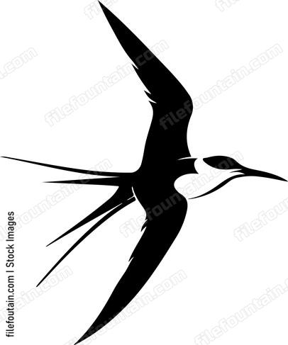 Common Tern