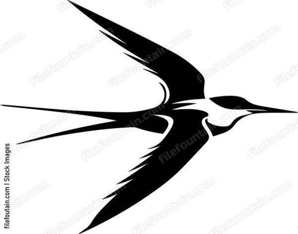 Common Tern