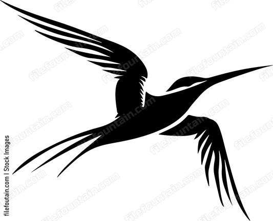 Common Tern