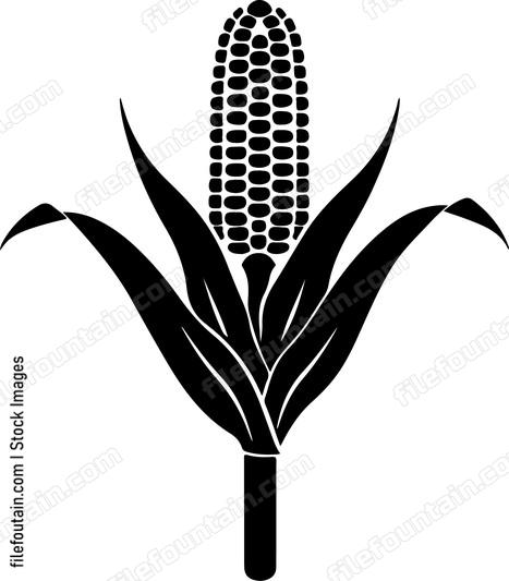 Corn