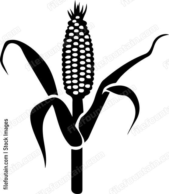 Corn