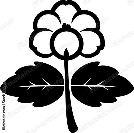 Cotton
