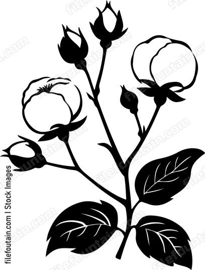 Cotton Branch