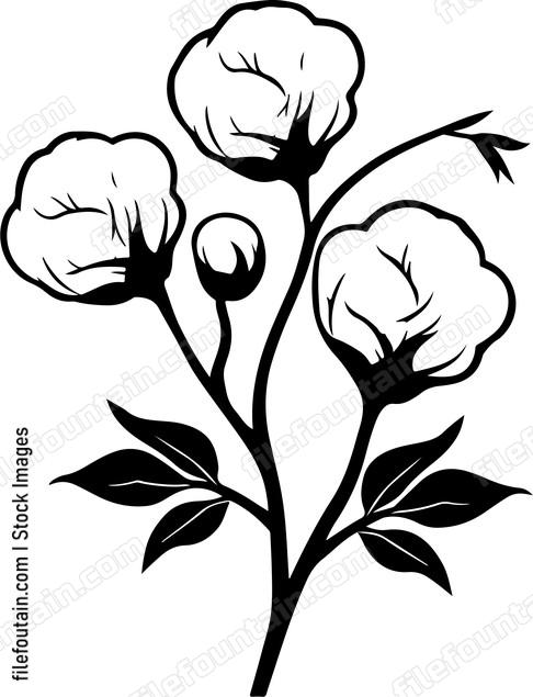 Cotton Branch