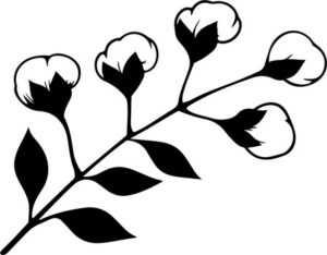 Cotton Branch