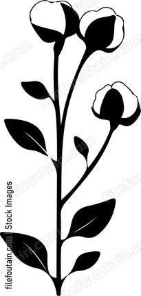 Cotton Branch