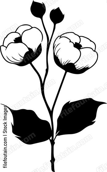 Cotton Flower