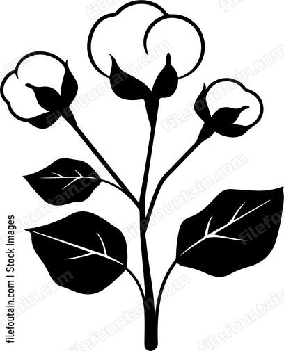 Cotton Plant