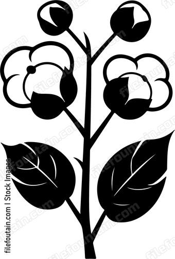 Cotton Plant