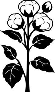 Cotton Plant