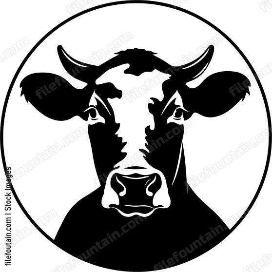 Cow Staring