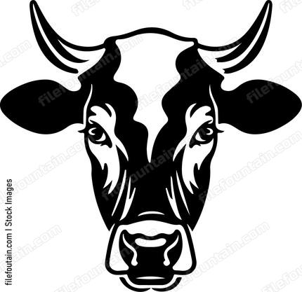 Cow Staring