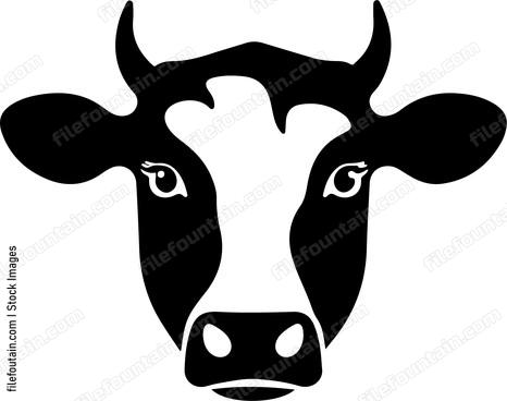 Cow Staring