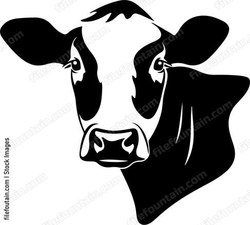 Cow Staring