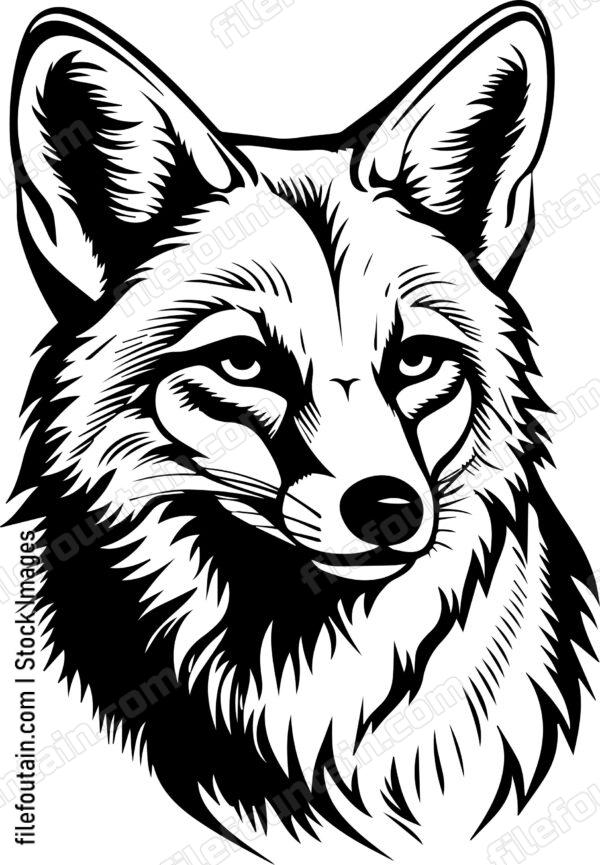 Coyote