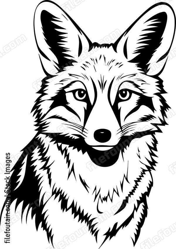 Coyote