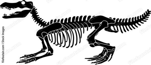 Crocodile Skeleton