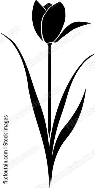 Crocus Flower Single