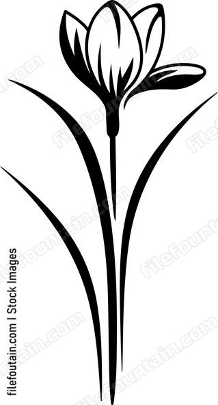 Crocus Flower Single