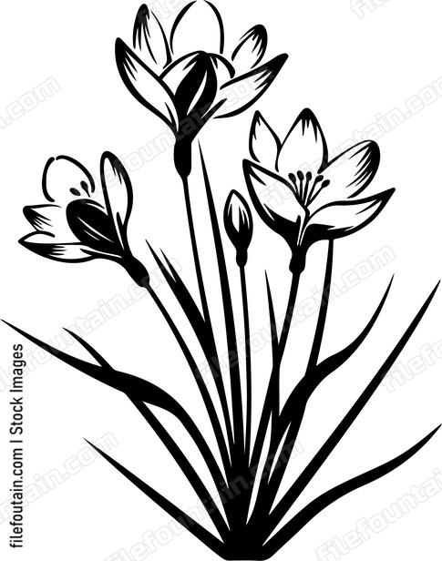 Crocus Flowers
