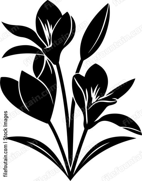 Crocus Flowers