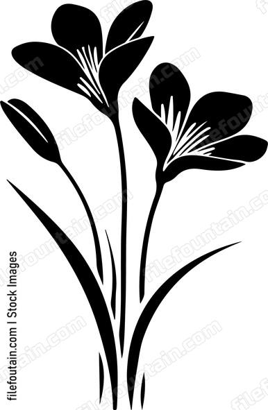Crocus Flowers