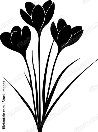 Crocus Flowers