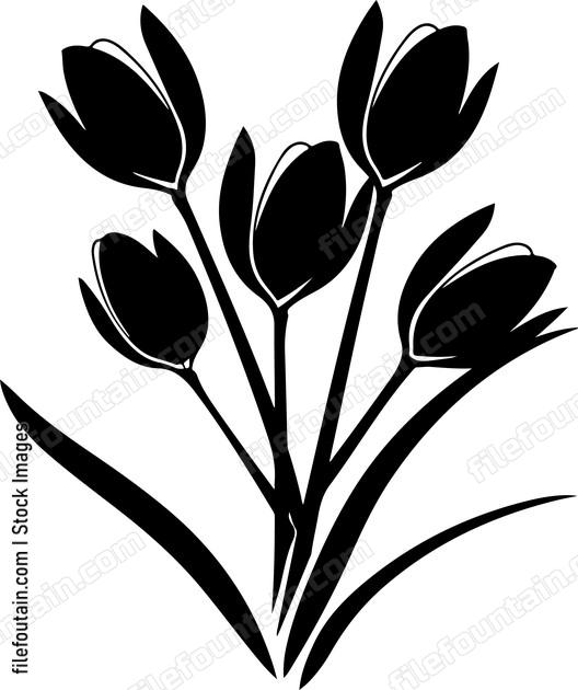 Crocus Flowers