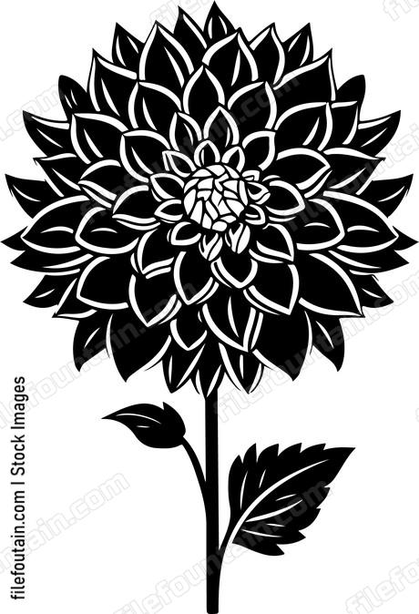 Dahlia Flower Front