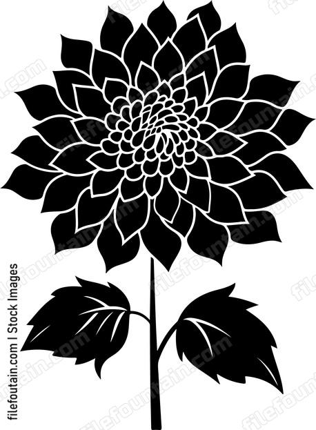 Dahlia Flower Front