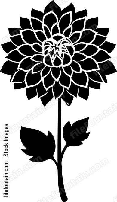 Dahlia Flower Side