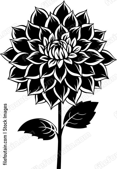 Dahlia Flower Side