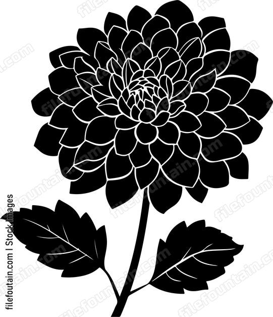 Dahlia Flower Side