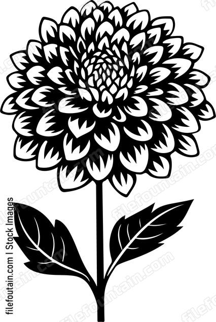 Dahlia Flower Side