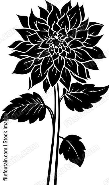 Dahlia Flower Side
