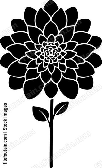 Dahlia Flower Side