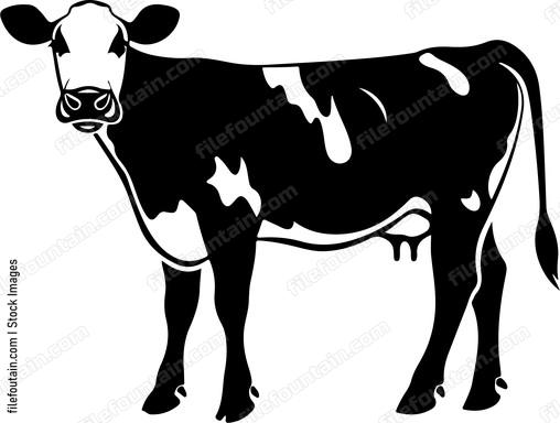 Dairy Cow
