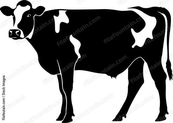 Dairy Cow