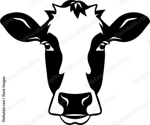Dairy Cow Head