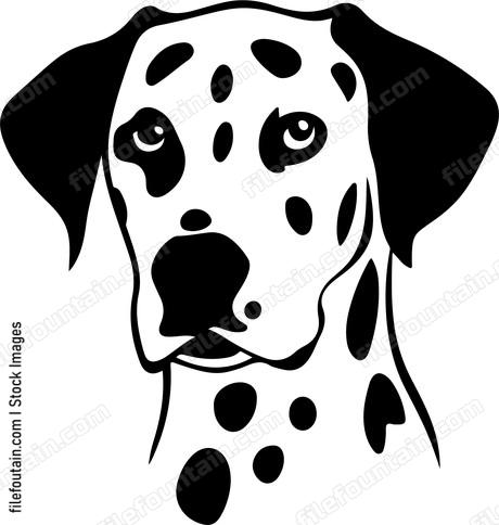 Dalmatian