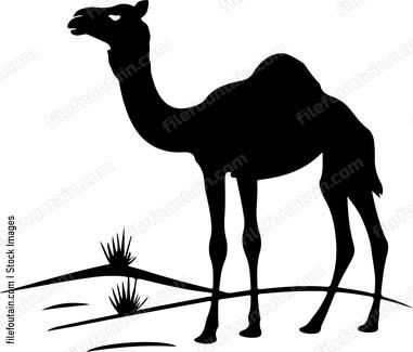 Desert Animals
