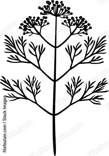 Dill Leaf