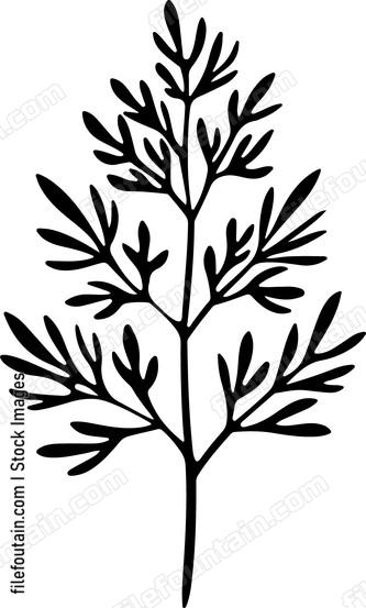 Dill Leaf